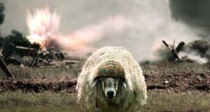 sheep war